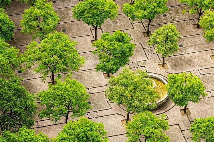Positieve effecten van bomen en groen in de stad