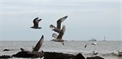 Zeespiegelstijging