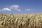 Beleidstafel droogte