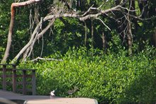 ROB09322.foto mangrovepark 1