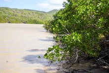 Mangrove Aruba Sophie