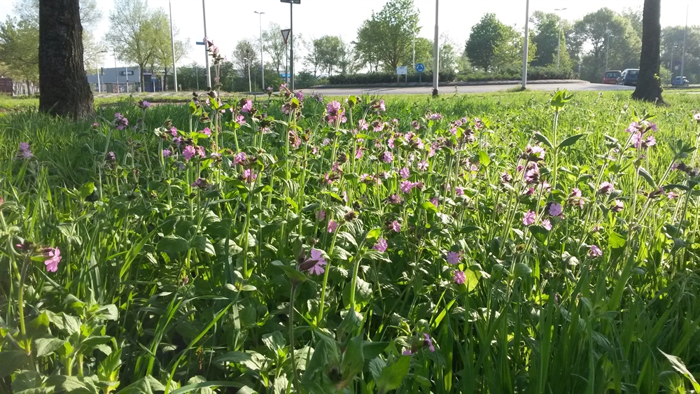 Bloemrijke berm op bedrijventerrein Loven (fotograaf: L. de Vetten)