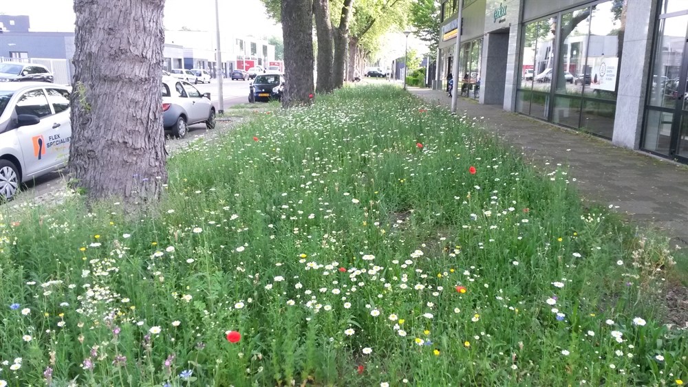 Flowery verge at Loven industrial estate photo L. de Vetten