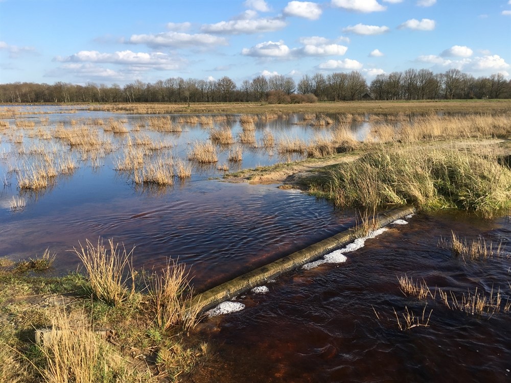 Dwingelderveld 1