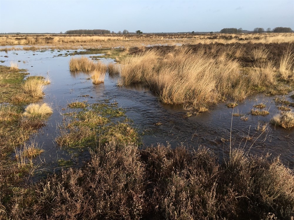 Dwingelderveld 2