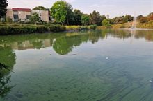 Blauwalg Bussum