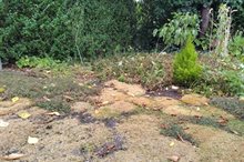 Droogte tuin Zaltbommel