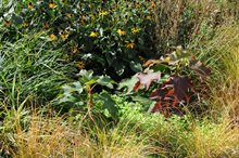 Begroeiing in natuurvriendelijke wadi Betondorp Amsterdam