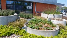 Raingarden op bedrijventerrein Groningen
