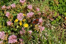 Afbeelding1 Vlinder op groen dak in Amersfoort Groter