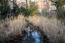 Sarphatipark Amsterdam