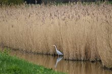 Uithoorn reiger