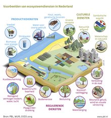 Voorbeelden van ecosysteemdiensten in Nederland